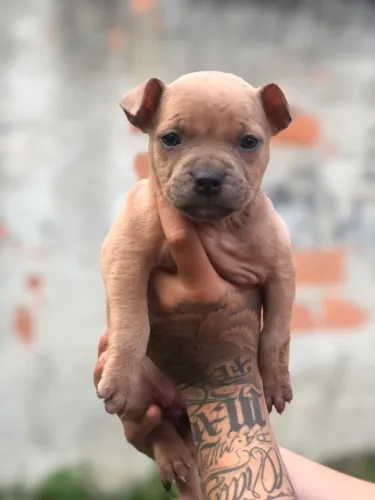 Vende-se Pit monster 