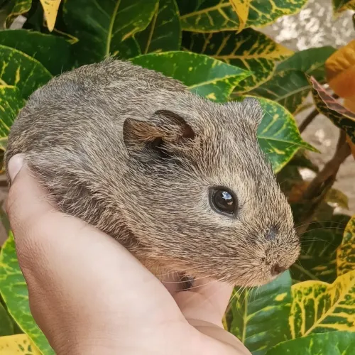 Porquinho da índia