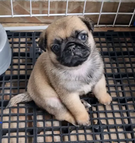 Filhotes de Pug