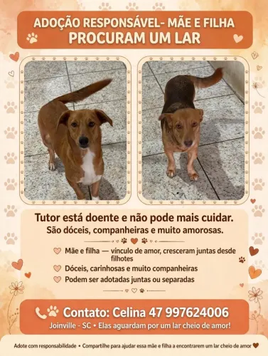Adoção responsável