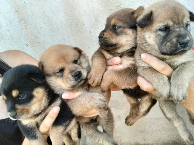 Vendo filhotes da raça Chow Chow 