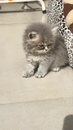 Gato persa macho filhote 