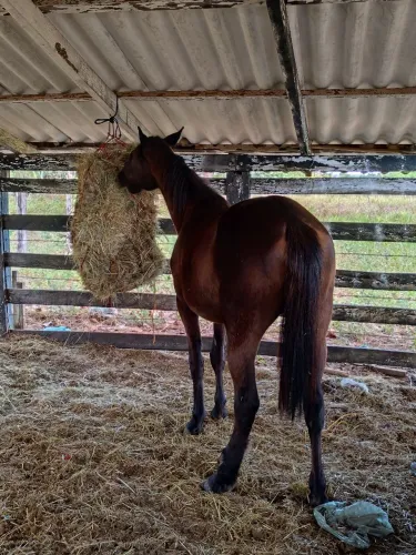 Vendo cavalo 3/4 QM completando 2 anos 