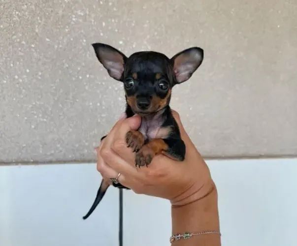 filhotes de pinscher zero fêmea 