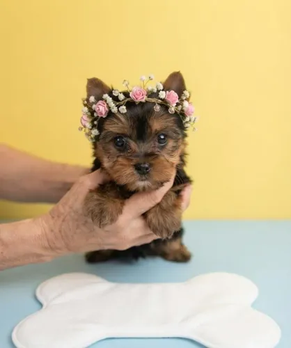 Yorkshire Mini Encantadora