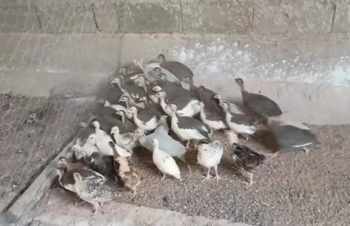 Fraquinho de galinha de Angola 