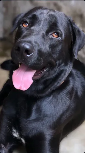 Doação de cachorro