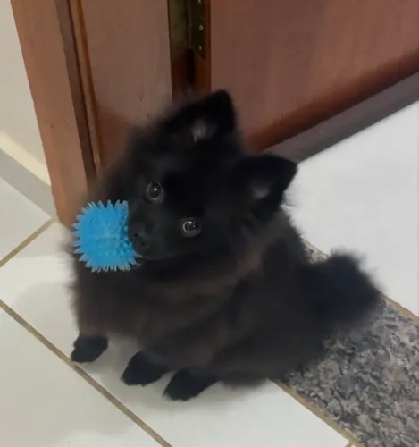 Spitz alemão Raposinha(Macho)