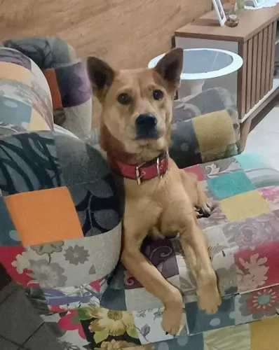 Doa-se Cachorrinha!