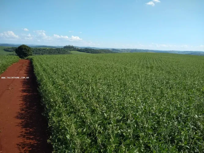 Área Rural para Venda em Assaí, RURAL