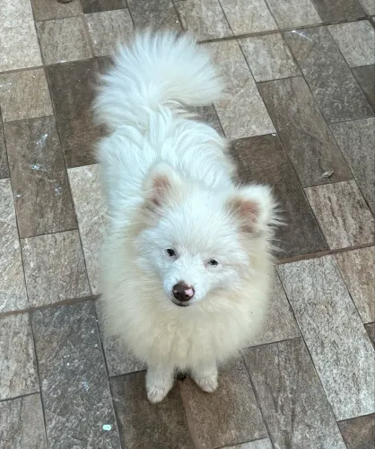 Spitz Alemão