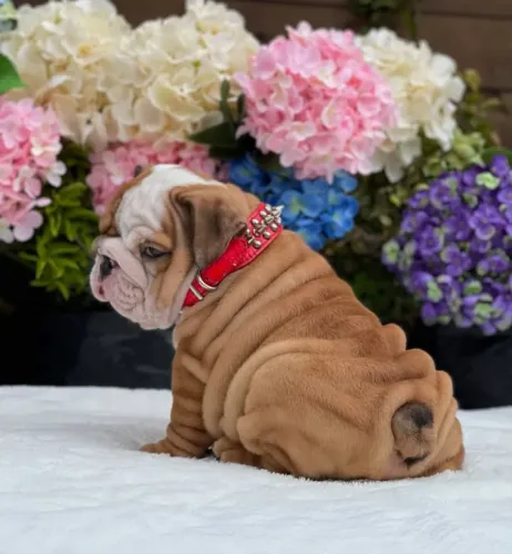 Vendo filhote de Bulldog inglês