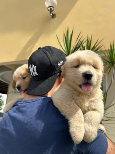 Golden Retriever Filhote disponível macho e fêmea 