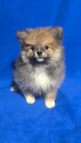 Spitz alemão pequeno macho