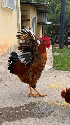 Galo GSB Balão Sertanejo