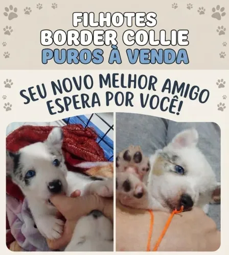 Filhotes de Border Collie Puro