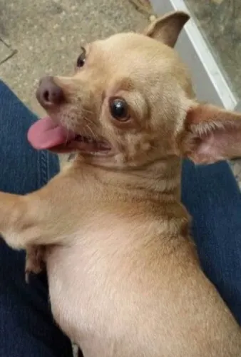 Chihuahua disponível