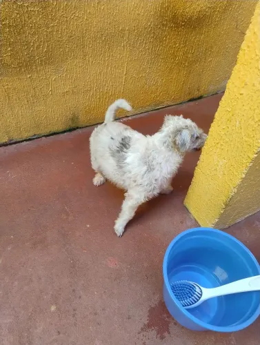 Estou doando essa cachorrinha.