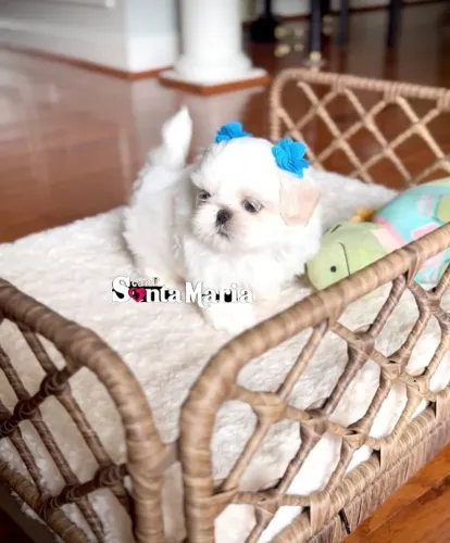 shih tzu mini macho e femea adestrados e parcelamos com pedigree