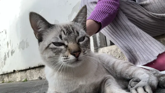 Doa-se gatinho