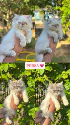Gato Persa lindos filhotinhos com padrão completo