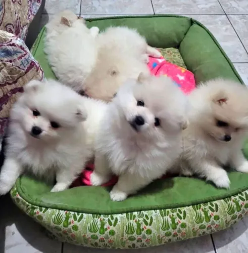 Bebês Spitz alemão macho e fêmea