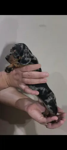 Fêmea alerquim dashboard basset 
