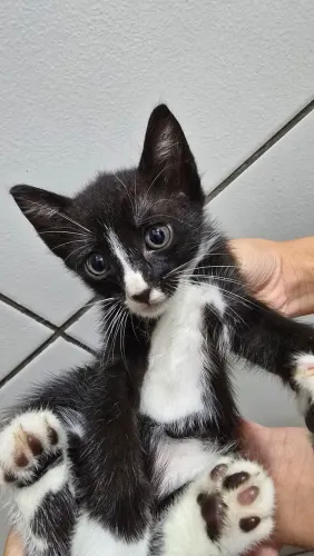 Adote um gatinho!!!