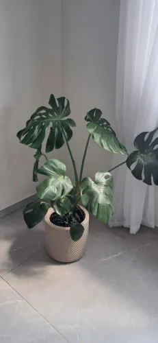 Planta costela de Adão com vaso