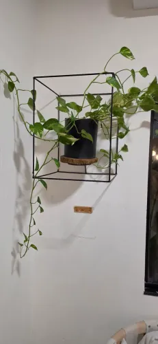 Suporte com Vaso de Jiboia! Ramas de aproximadamente 4 metros.