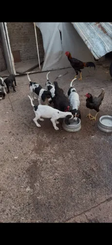 Cachorro americano 