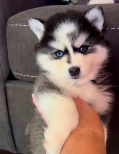 Husky siberiano Um doguinho que chegou para chamar atenção