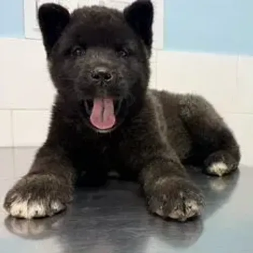 Akita Inu,Akita Inu Filhote Selecionado Alta Procedência