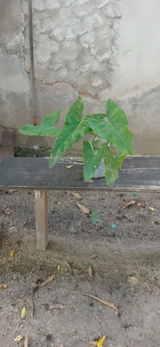 Plantas