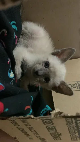 Gato pra doação 