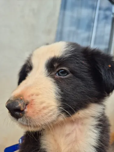Filhotes de Border collie