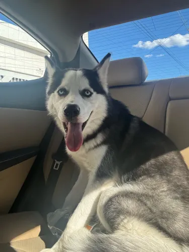 Husky siberiano de 8 meses para adoção