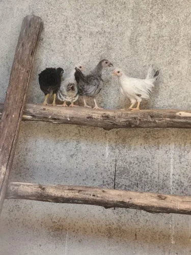 Vendo franguinho jovem NAGASAKI