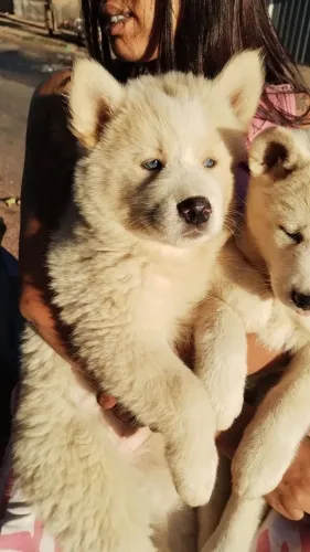 Akita japonês fêmea !!! Toda as duas olhos azuis já vacinada !