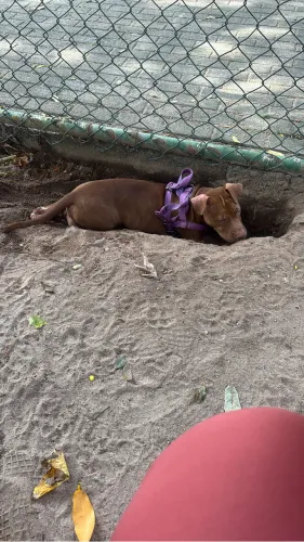 Filhote de pitbull red