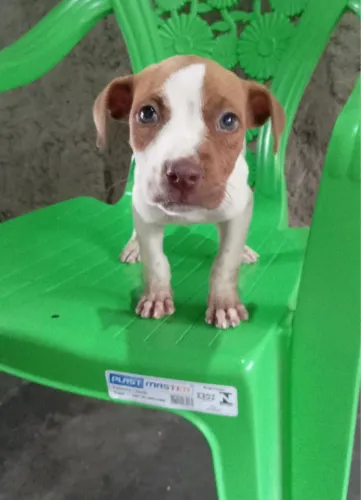 Filhote de pitbull terrier 