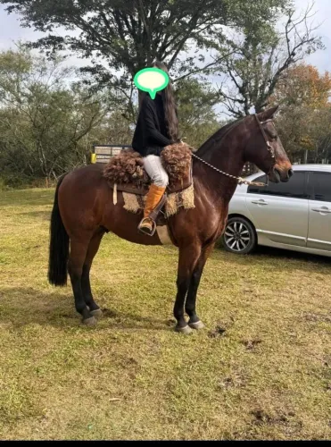 Cavalo