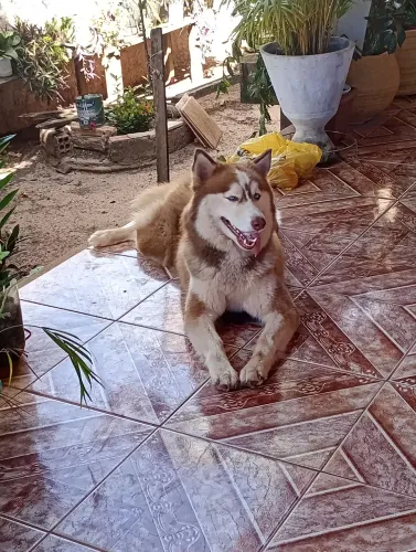 Husky para cruzar