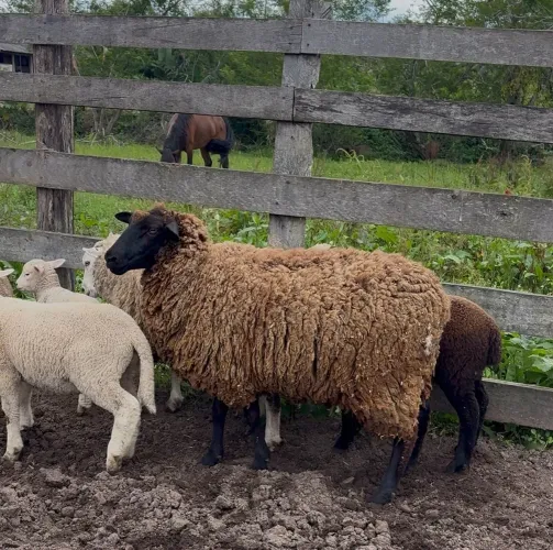 3 OVELHAS COM CRIA AO PÉ