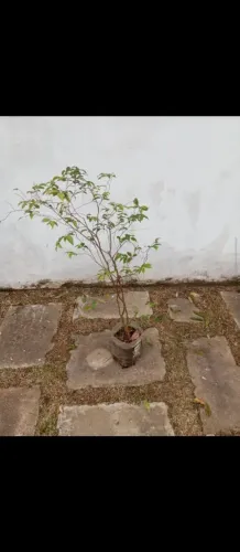 Mudas de jabuticaba