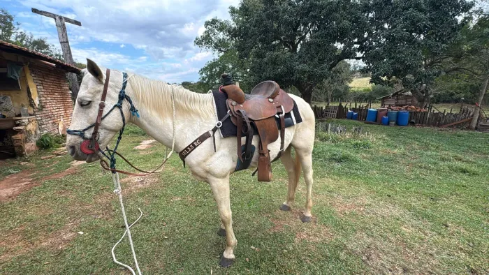 Sela de laço/Team roping