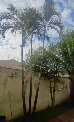 Vendo 2 touceira de palmeira areca adulta