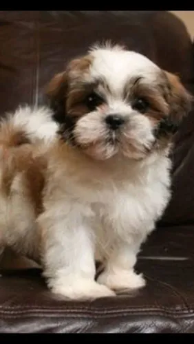 Filhotes de Shih Tzu | Amor canino puro e sincero.