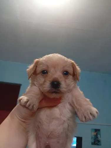 Poodle miniatura