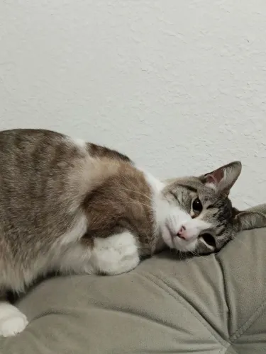 Gato macho para doação